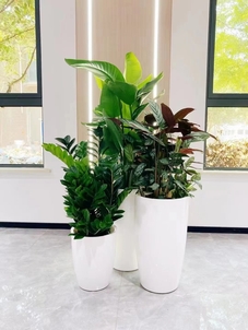 前湾花木租摆，为您的场所增添自然的气息！